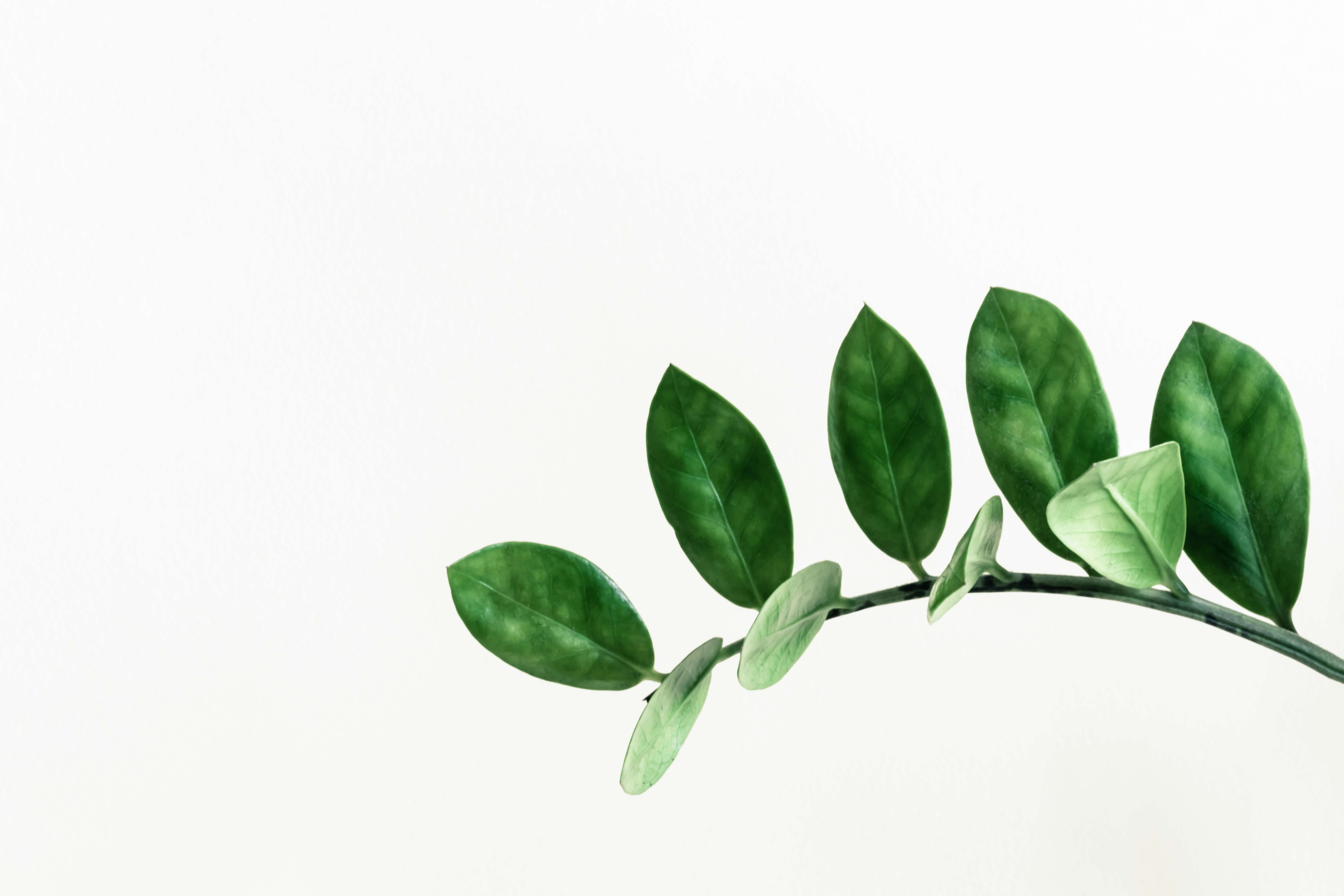 Close shot the leaves plant